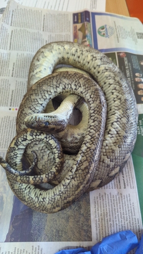 Carpet Python sighting