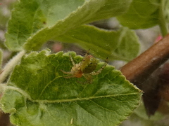Araniella opisthographa