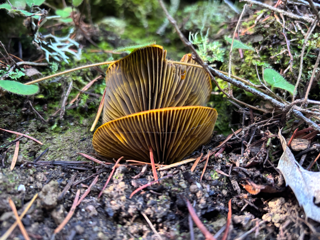 Omphalotus olivascens · November 2025 · photo: © reago (iNaturalist, cc-by)