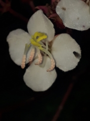 Heterocentron subtriplinervium