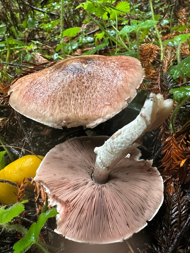 Agaricus subrutilescens · November 2025 · photo: © joemammaba (iNaturalist, cc-by-nc)