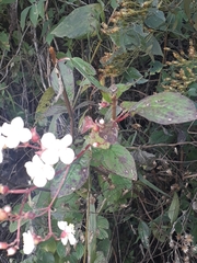 Heterocentron subtriplinervium