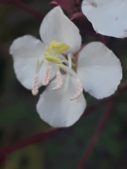 Heterocentron subtriplinervium