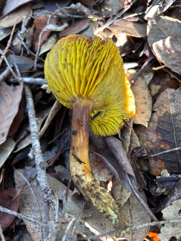 Phylloporus arenicola · November 2025 · photo: © reago (iNaturalist, cc-by)