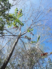 Comocladia macrophylla