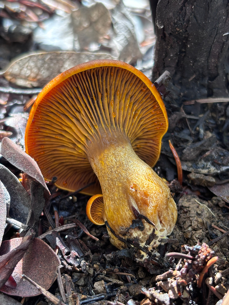 Omphalotus olivascens · November 2025 · photo: © reago (iNaturalist, cc-by)