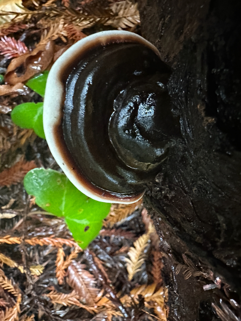 Ganoderma brownii · November 2025 · photo: © joemammaba (iNaturalist, cc-by-nc)