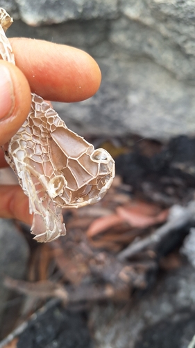 Elapid Snakes sighting