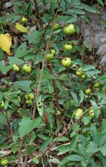 Annona globiflora