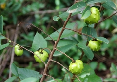 Annona globiflora