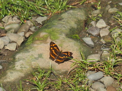 Symbrenthia lilaea formosanus