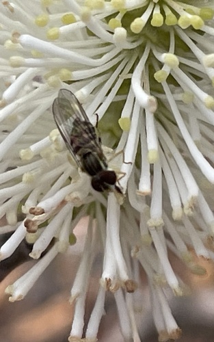 Unknown species found near North Carolina Aquariums, Manteo, NC, US