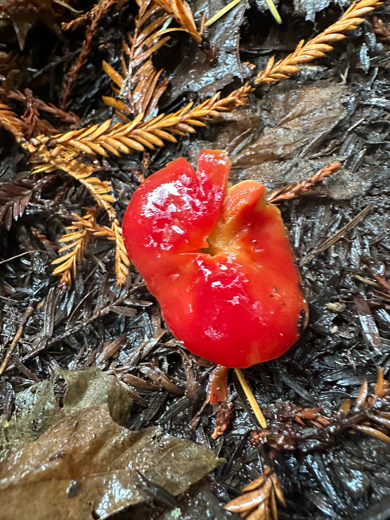Hygrocybe laetissima · November 2025 · photo: © joemammaba (iNaturalist, cc-by-nc)