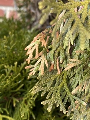 Pestalotiopsis funerea