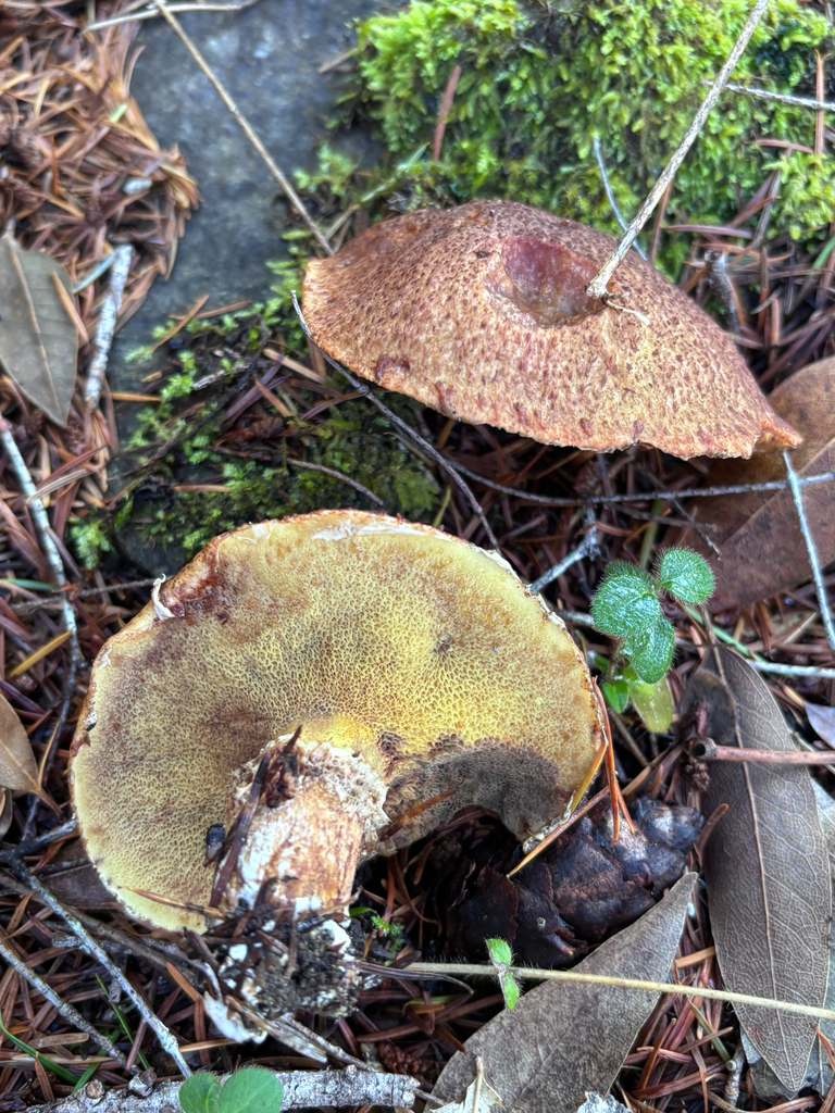 Suillus lakei · November 2025 · photo: © reago (iNaturalist, cc-by)