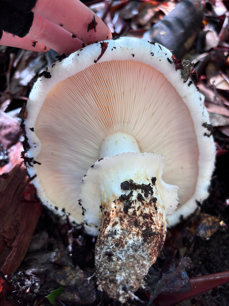 Tricholoma murrillianum · November 2025 · photo: © reago (iNaturalist, cc-by)