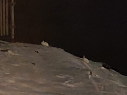 Arctic Hare observed by isalukis