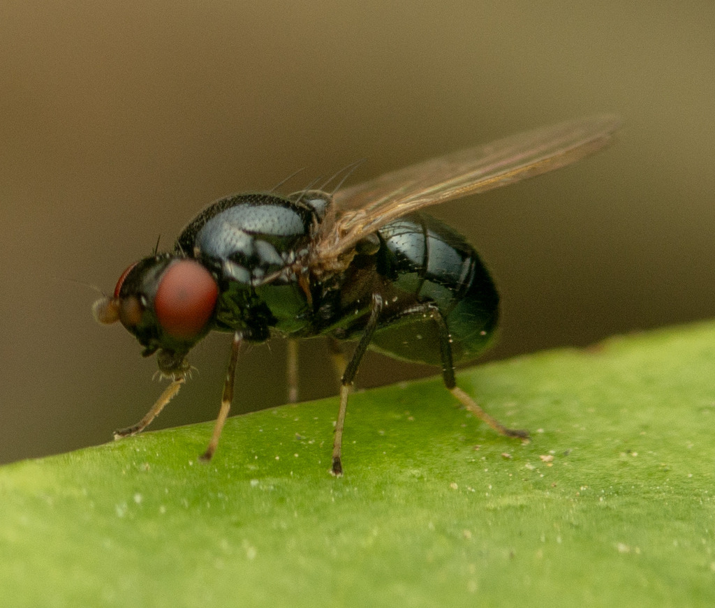 Mallochianamyia