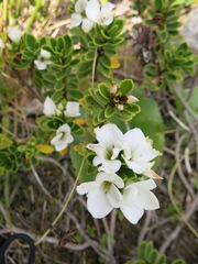 Veronica macrantha