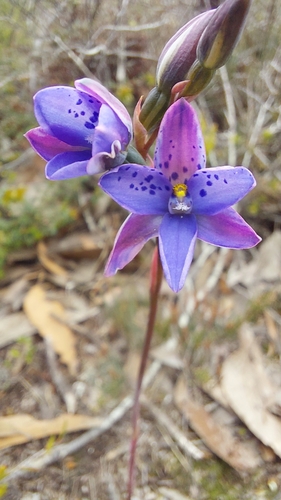 large-spotted sun orchid (Thelymitra juncifolia)