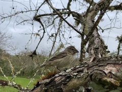 Camarhynchus psittacula