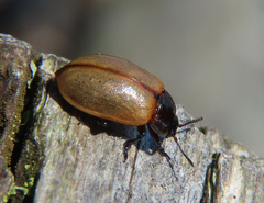 Chrysomela crotchi