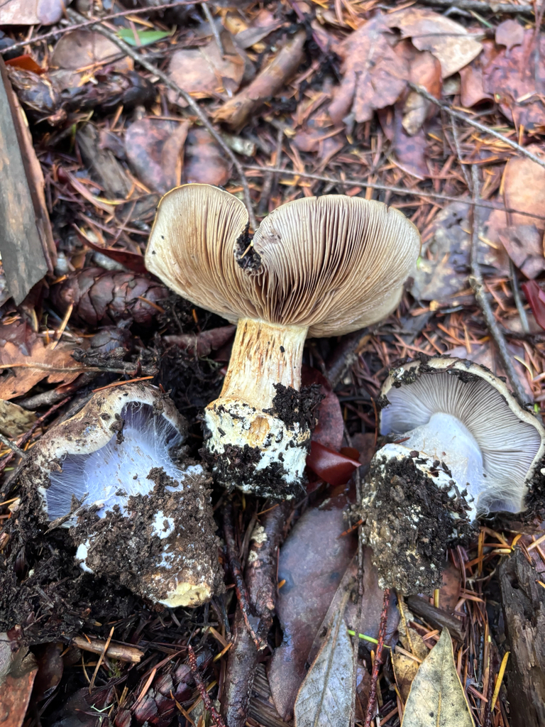 Phlegmacium californicum