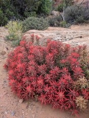 Castilleja scabrida scabrida