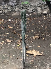 Armatocereus