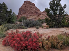 Castilleja scabrida scabrida