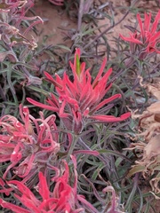 Castilleja scabrida scabrida