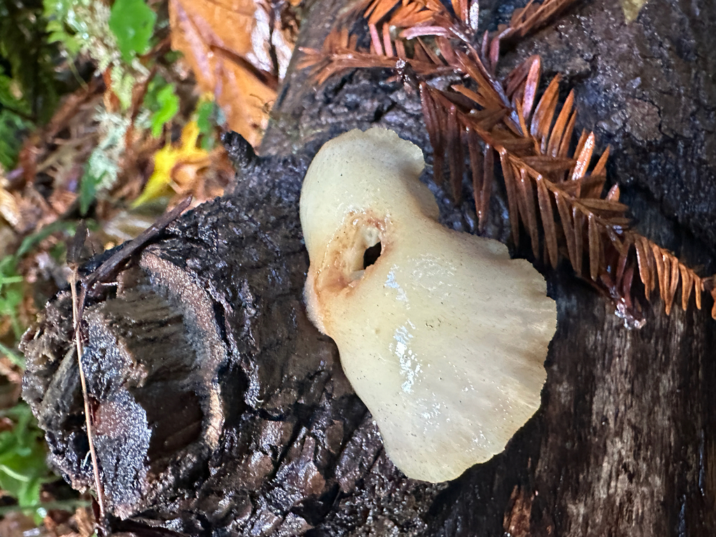 Crepidotus applanatus