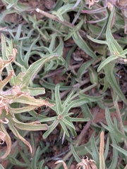 Castilleja scabrida scabrida