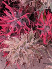 Castilleja scabrida scabrida