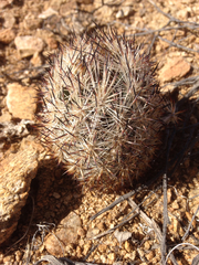 Escobaria alversonii