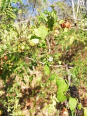 Cardiospermum corindum