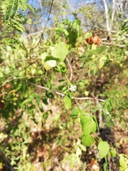 Cardiospermum corindum