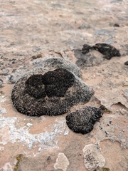 Grimmia crinitoleucophaea