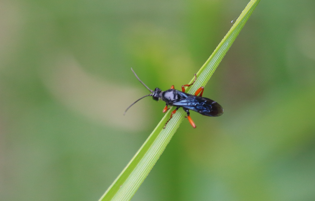 Pimpla fuscipes
