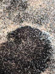 Grimmia crinitoleucophaea