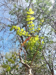 Comocladia macrophylla