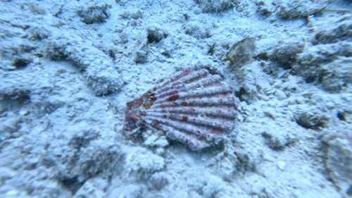 Decatopecten radula observed 2025-11-09
