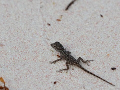 Anolis properus