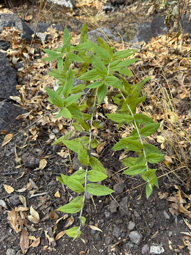 giant-trumpets (Lithospermum thurberi)
