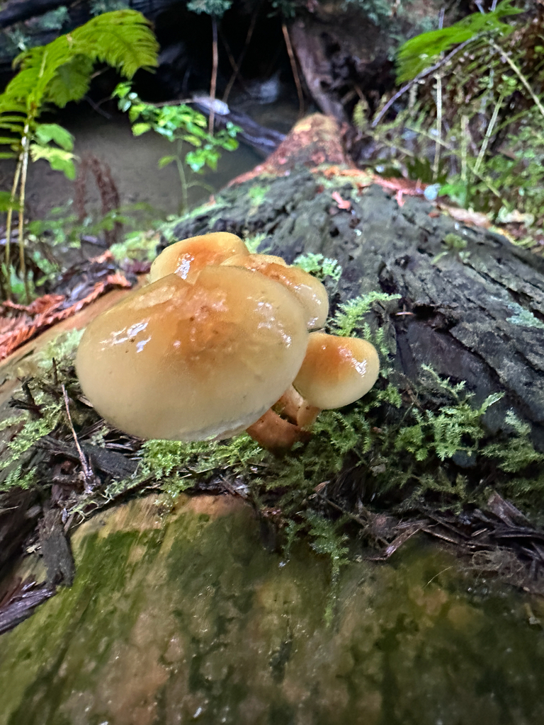 Hypholoma capnoides · November 2025 · photo: © joemammaba (iNaturalist, cc-by-nc)