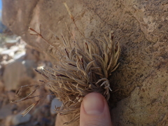 Tillandsia capillaris
