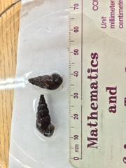 Juga plicifera
