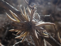 Tillandsia capillaris