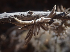 Tillandsia capillaris