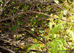 Pyrrhula erythrocephala